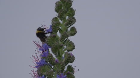 Madeira-Bee-Feeding-On-Flower
