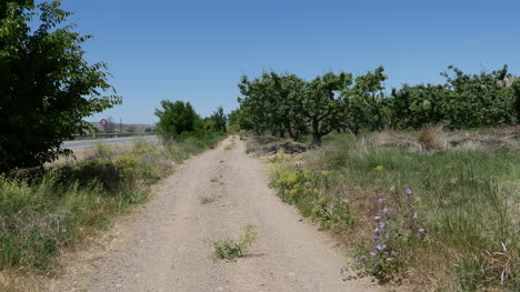 Spain-Meseta-Lane-By-Orchard