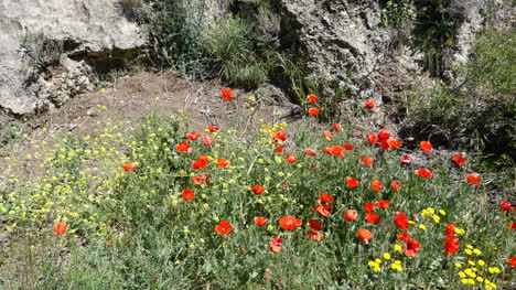 Spain-Poppies-In-Aragon-Sierras