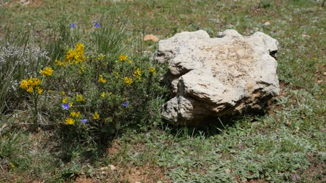 Spain-Rock-And-Yellow-Flowers-On-Ground