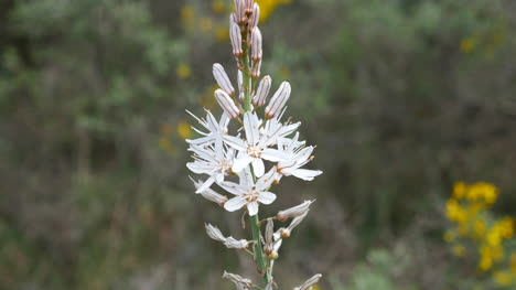 Spain-White-Onion-Weed-Flower-Closeup-View