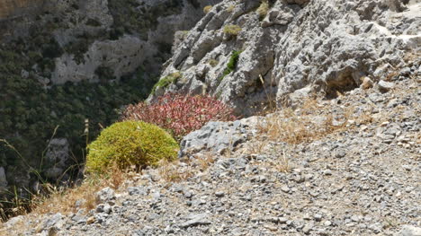 Grecia-Creta-Kourtaliotiko-Gorge-Plantas-Redondeadas-En-Borde