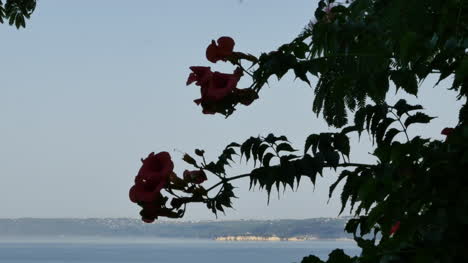 Greece-Crete-Flowers-And-Sea