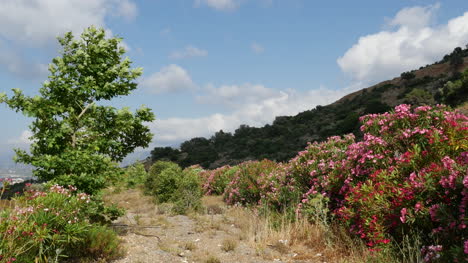 Griechenland-Kreta-Hügel-Und-Blumen