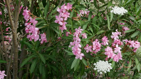 Greece-Crete-Oleander-And-Queen-Annes-Lace