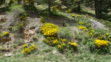 Spain-Pre-Pyrenees-Slope-With-Flowers