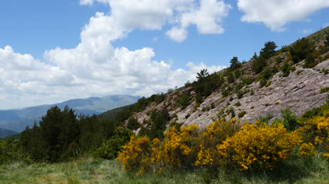 Spain-Pyrenees-View-With-Yellow-Flowers-And-Rock-Face
