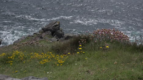Irlanda-Dingle-Grass-Y-Flores-Silvestres-Sobre-Las-Rocas-Del-Mar