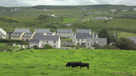 Irland-Doolin-Häuser-Und-Kühe