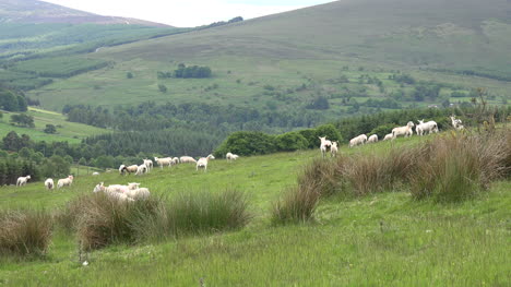 Irland-Schafe-Am-Hang