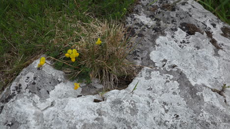 Ireland-The-Burren-Birds-Foot-Trefoils-Flower
