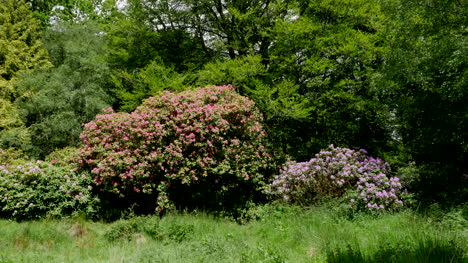 Irlanda-Bosque-Con-Arbusto-De-Rododendro