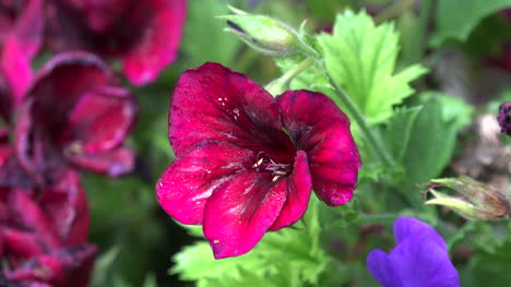 Irland-Alstroemeria-Blume-In-Einem-Irischen-Garten