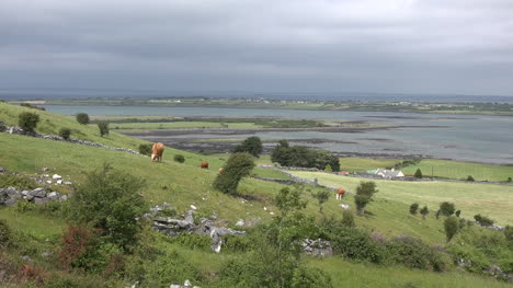 Irland-County-Clare-Rinder-Grasen-Am-Hang-Hill