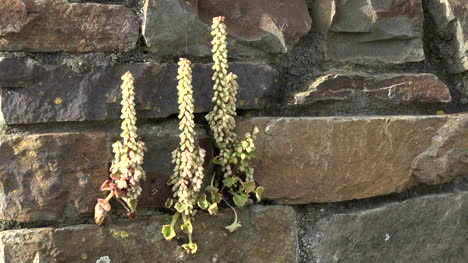 Ireland-Navelwort-Or-Wall-Pennywort-Growing-On-A-Wall