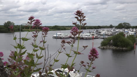 Irland-Shannon-Fluss-Mit-Blumen