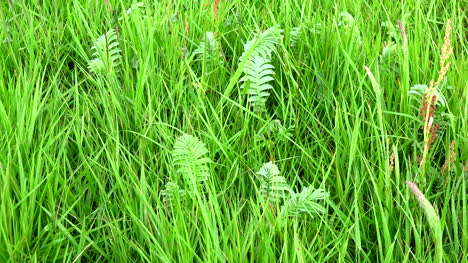 Ireland-Ferns-Mixed-With-Grass-In-The-Burren