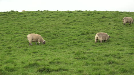 Ireland-Sheep-Grazing-In-Meadow