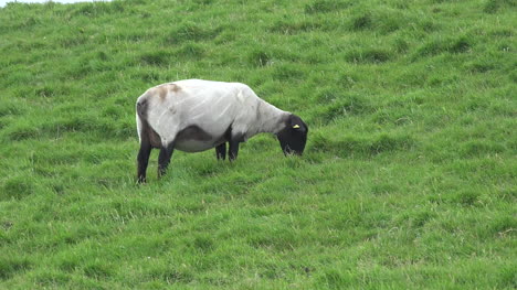 Ireland-Sheep-With-Black-Head-Grazing