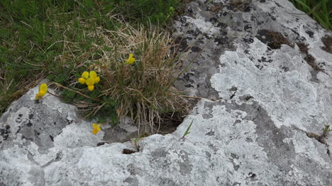 Ireland-The-Burren-Birds-Foot-Trefoils-Flower-Zoom-In