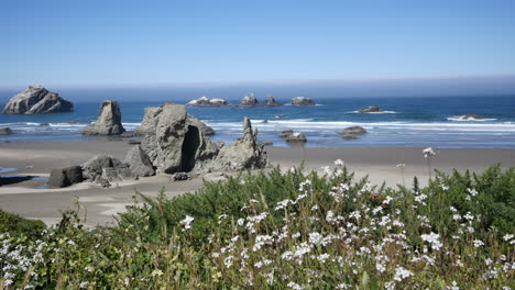 Oregon-Bandon-Flowers-And-Beach-Pan