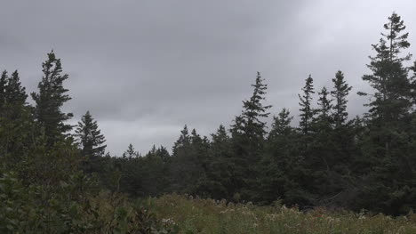 Kanada-Nova-Scotia-Dunkle-Wolken-über-Waldpfanne