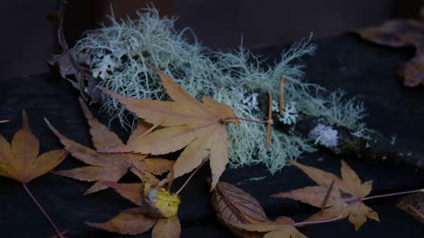 Oregon-Japanese-Maple-Leaf-With-Moss