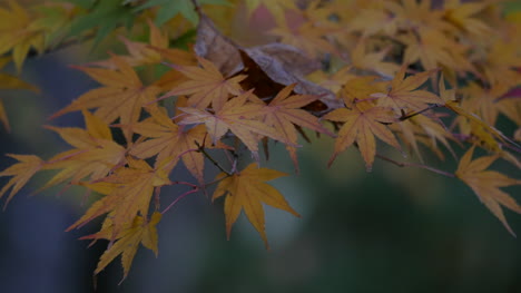 Oregon-Japanese-Maple-Leaves