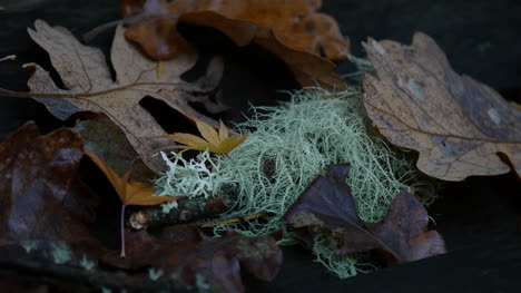 Oregon-Moss-And-Fall-Oak-Leaves