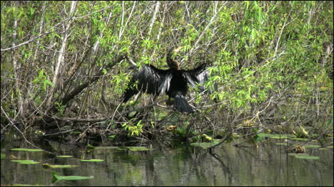 Florida-Everglades-Anhinga-Drying-Wings