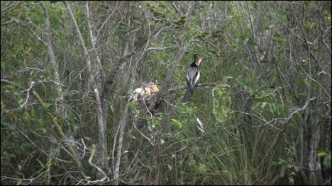 Florida-Everglades-Anhinga-Con-Polluelos