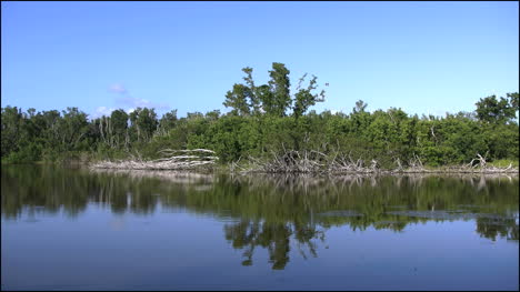 Florida-Everglades-Öko-Teich-Mit-Reflexion-Und-Vogel