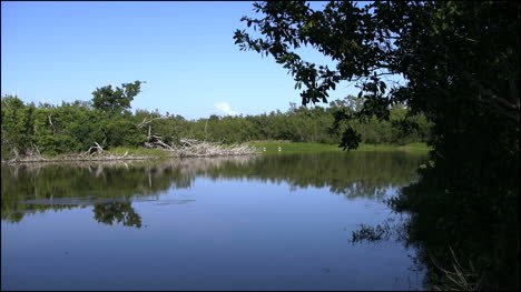 Florida-Everglades-Eco-Pond-Zooms-On-Bird