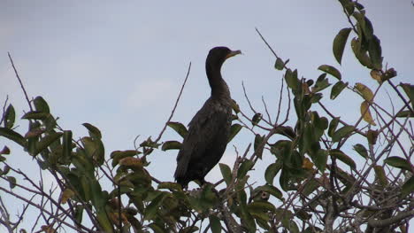 Florida-Everglades-A-Cormorant-Sits-On-A-Tree