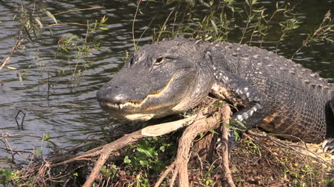 Florida-Everglades-Alligator-In-Lake-Looks-Forward-Smiling