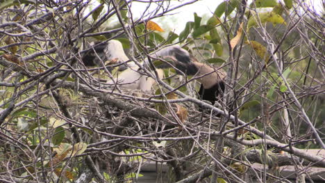 Florida-Everglades-Anhinga-Chick-Has-Head-Down-Parent-Throat-While-Being-Fed