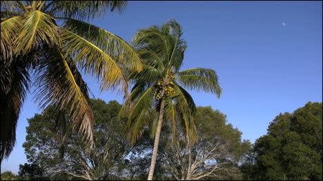 Florida-Everglades-Kokospalme-Im-Wind