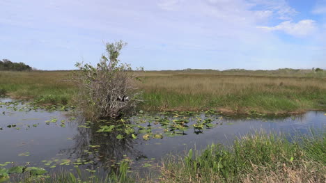 Florida-Everglades-Gras-Und-Wasser-Mit-Anhinga-Im-Busch