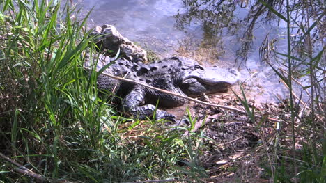 Florida-Everglades-Old-Alligator-In-Lake-Zoom-In