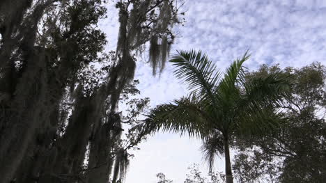 Florida-Everglades-Palmen-Und-Himmel-Zeitraffer