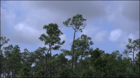 Florida-Everglades-Pinos-Que-Soplan-En-Las-Nubes-De-Viento