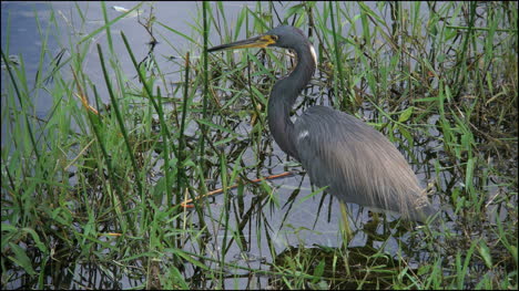 Florida-Everglades-Tricolored-Heron-By-Water