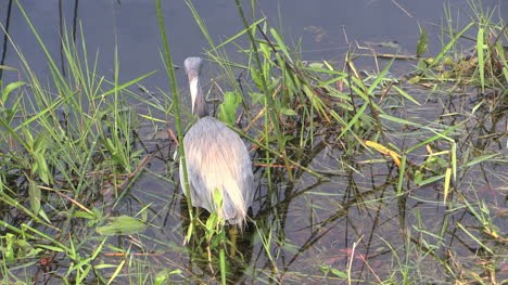 Florida-Everglades-Tricolored-Heron-Turns-Head-And-Gets-Food