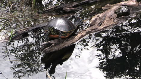 Florida-Everglades-Schildkröte-Und-Helles-Plätscherndes-Wasser
