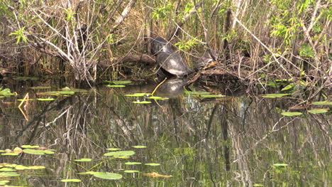 Florida-Everglades-Schildkröten-Am-Ufer