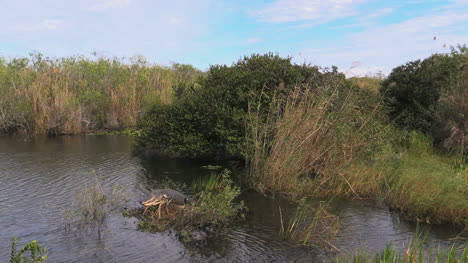 Florida-Everglades-View-Of-Pond-With-Alligator-On-Vegetation-Island-Pan