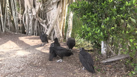 Florida-Everglades-Vultures-Walk-Around-On-A-Bank