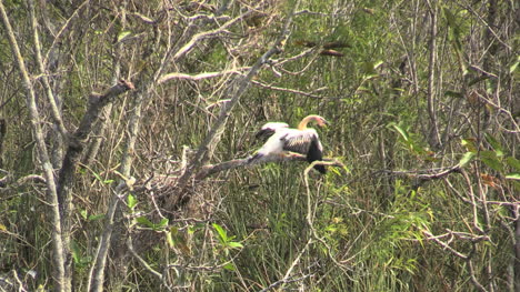 Florida-Everglades-Young-Anhinga-On-Branch-Flaps-Wings