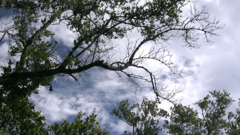 Florida-Key-Largo-Clouds-And-Barren-Branch