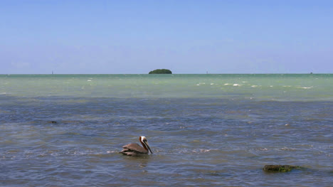 Florida-Key-Largo-Pelikan-Schwimmen-In-Der-Bucht